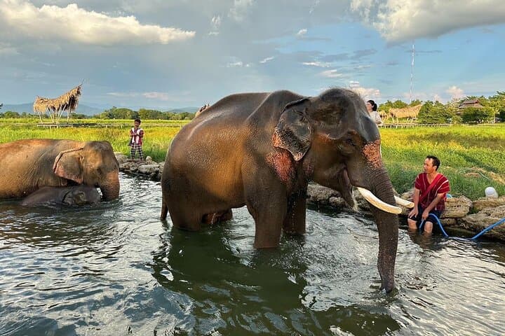Chapulin Elephant Care & Bua Tong Sticky Waterfall — Ethical Encounters Near Chiang Mai photo 5