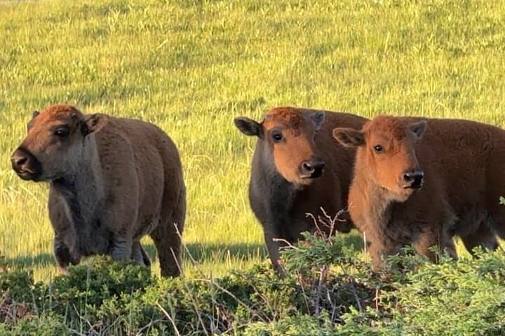 Yellowstone Upper Loop Safari: Private Lamar Valley Wildlife Tour from West Yellowstone photo 6