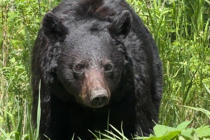 Yellowstone Upper Loop Safari: Private Lamar Valley Wildlife Tour from West Yellowstone photo 4
