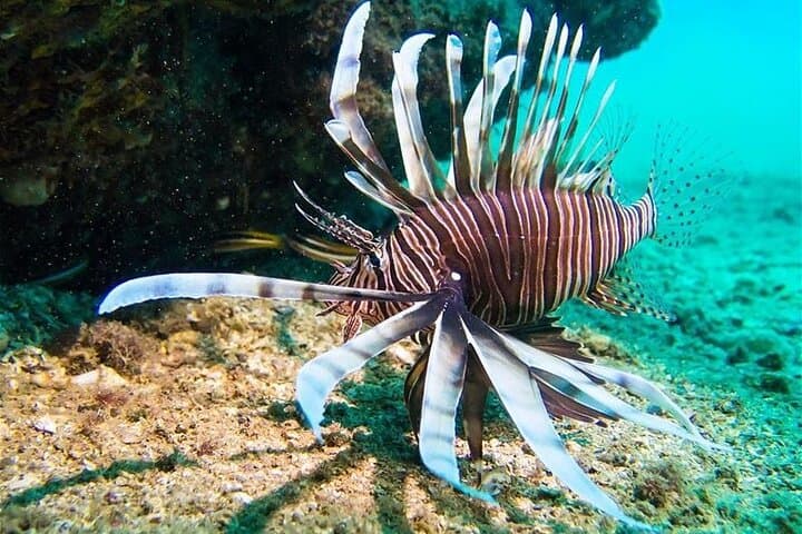 Scuba Diving Jounieh: Mediterranean Dives Near Beirut photo 5