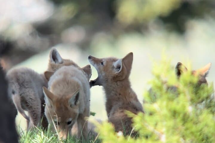 Yellowstone Upper Loop Safari: Private Lamar Valley Wildlife Tour from West Yellowstone photo 2