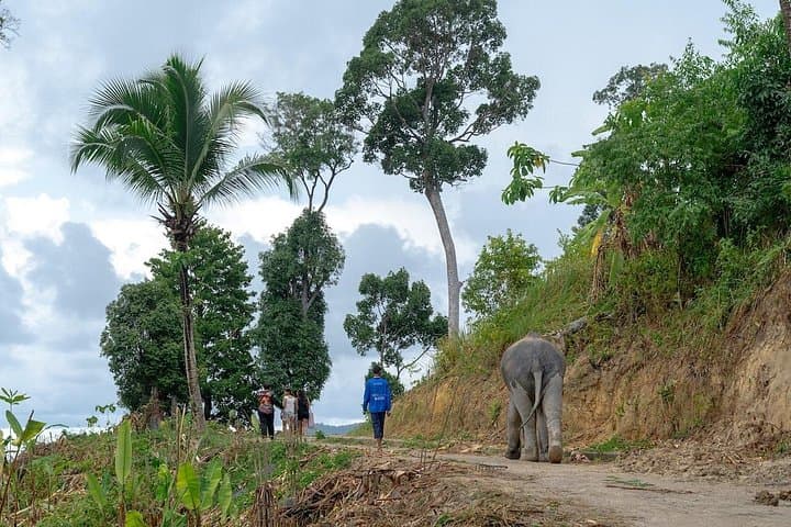 Patong Elephant Sanctuary Guided Visit — Hands‑Off, Ethical Elephant Experience Near Patong Beach photo 3