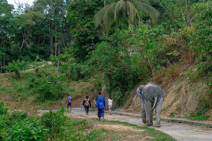 Patong Elephant Sanctuary Guided Visit — Hands‑Off, Ethical Elephant Experience Near Patong Beach photo 4