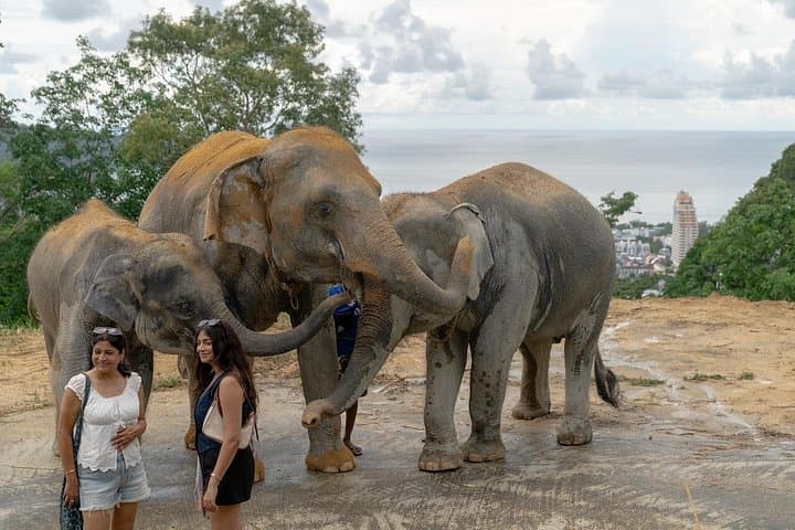 Patong Elephant Sanctuary Guided Visit — Hands‑Off, Ethical Elephant Experience Near Patong Beach photo 5