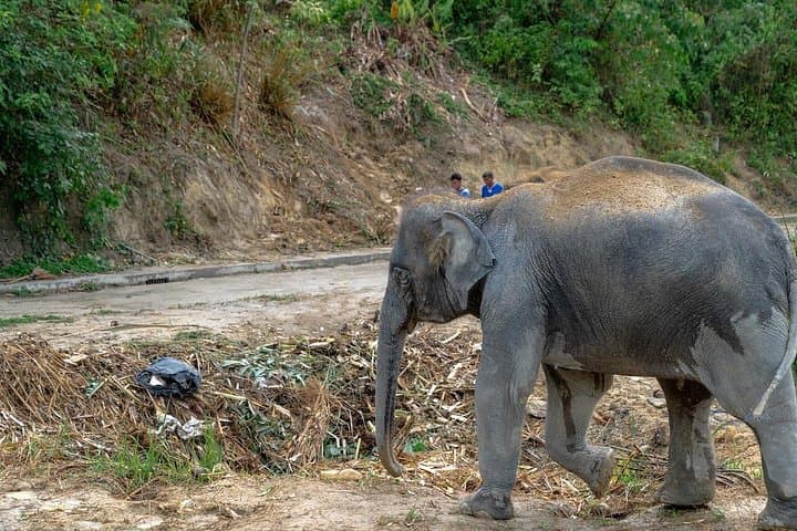 Patong Elephant Sanctuary Guided Visit — Hands‑Off, Ethical Elephant Experience Near Patong Beach photo 6