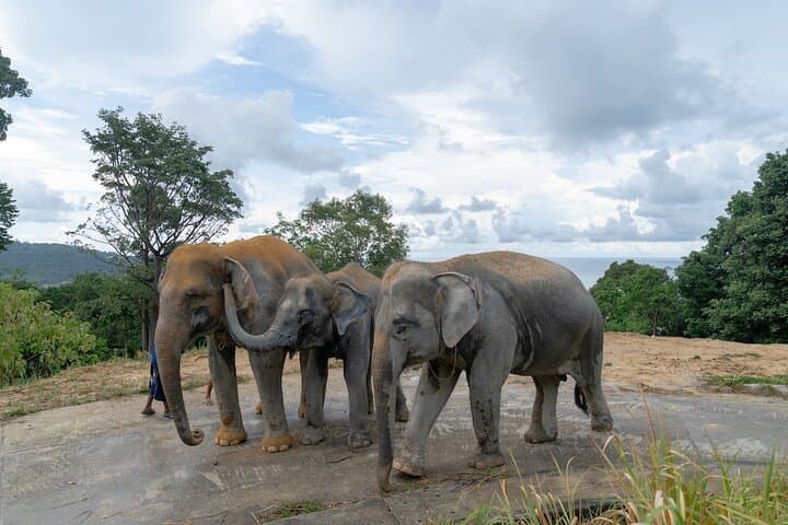 Hands-Off Elephant Sanctuary at Patong Hilltribe Village — Ethical Encounters in Phuket photo 4