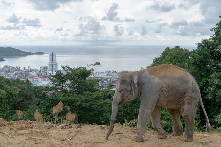 Hands-Off Elephant Sanctuary at Patong Hilltribe Village — Ethical Encounters in Phuket photo 1
