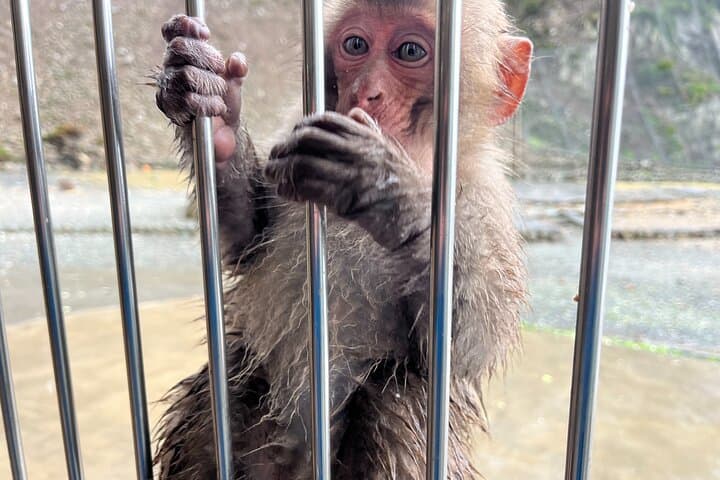 Explore West Izu: Sea Caves, Waterfalls & Monkeys on a Private Full-Day Tour photo 5
