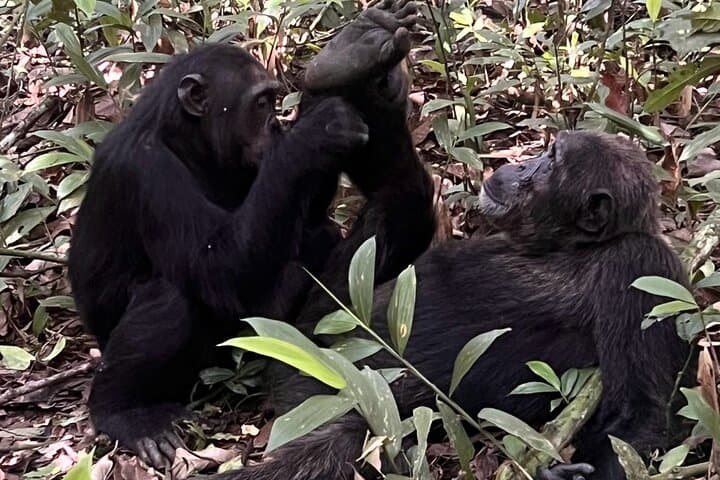 22-Day Gorillas, Chimps & Great Migration: Multi-Country Safari and Hiking Adventure photo 2