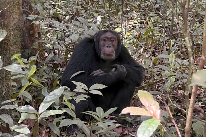22-Day Gorillas, Chimps & Great Migration: Multi-Country Safari and Hiking Adventure photo 3