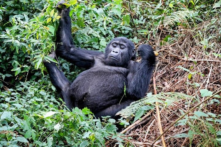 22-Day Gorillas, Chimps & Great Migration: Multi-Country Safari and Hiking Adventure photo 4