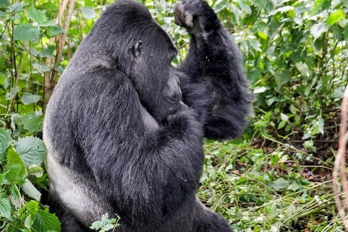 22-Day Gorillas, Chimps & Great Migration: Multi-Country Safari and Hiking Adventure photo 5