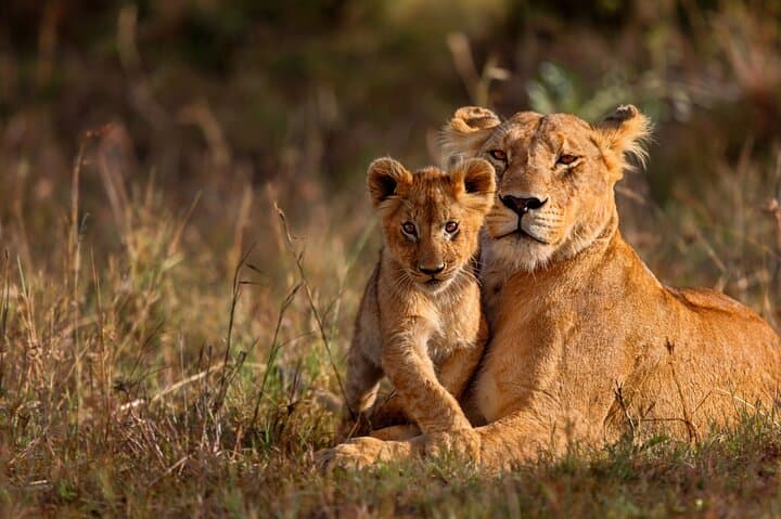 Rafiki Bush Lodge 3-Day Kruger Safari: Big 5 & Blue Canyon Reserve photo 4
