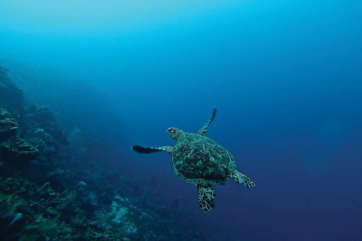 Scuba Diving Jounieh: Mediterranean Dives Near Beirut photo 2