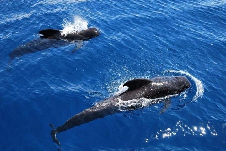 Viking Cruise from Los Cristianos: Whale Watching, Ocean Swim & Unlimited Drinks photo 4