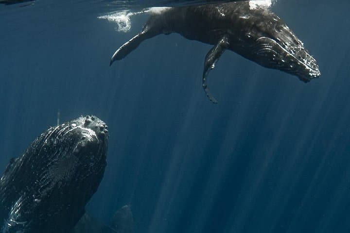 Tahiti Humpback Whale Watching Excursion — Small-Group Snorkel with Experts photo 5