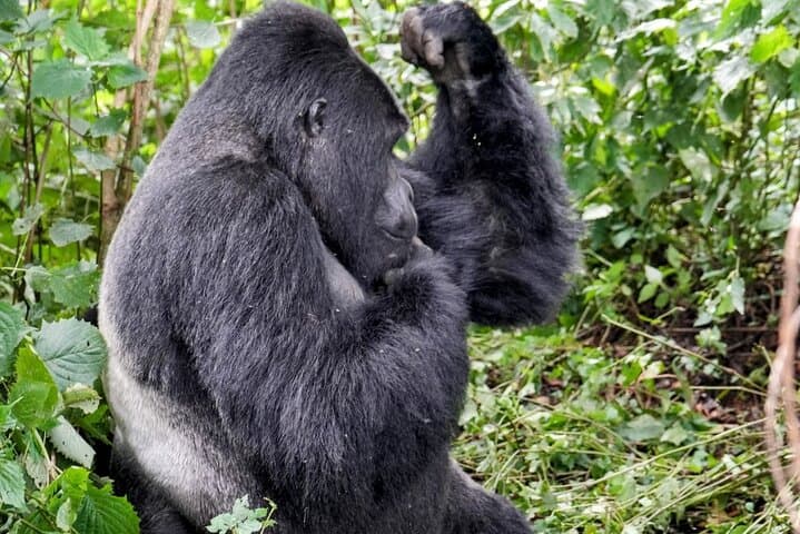 3-Day Chimpanzee & Gorilla Trekking Safari in Uganda — Kibale to Bwindi