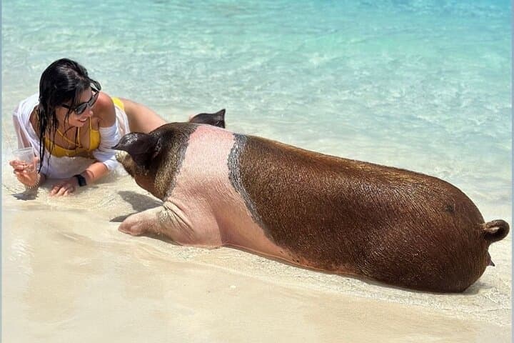 Rose Island Pig Encounter & Snorkel: Private Beach, Turtles & Full-Day Powerboat Trip photo 5