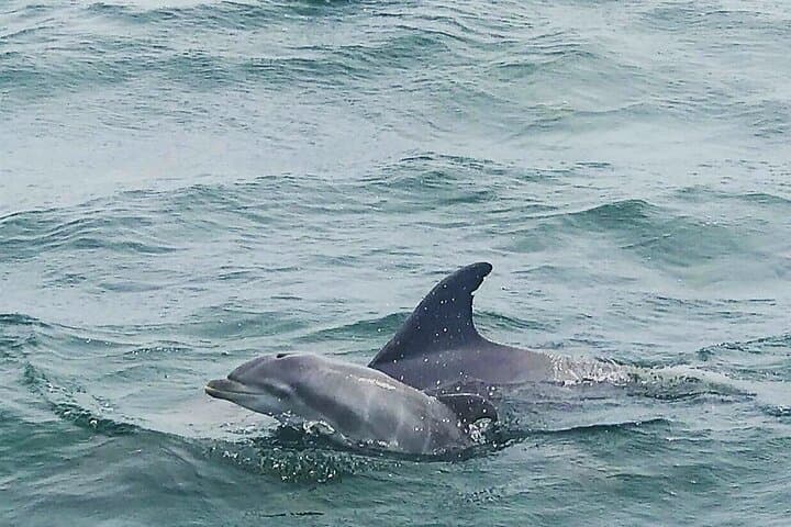 Pensacola Beach Dolphin and Scenic Cruise photo 2