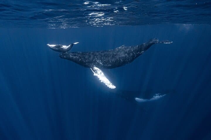 Up-Close Humpbacks: Moorea Half-Day Whale-Watching and Snorkel photo 5