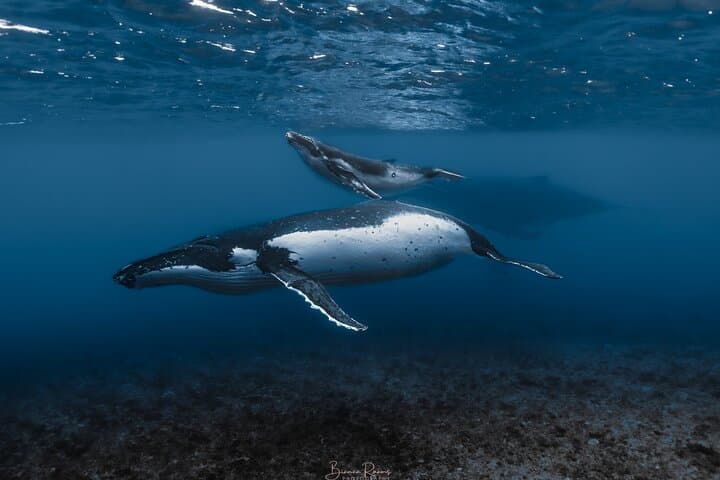 Up-Close Humpbacks: Moorea Half-Day Whale-Watching and Snorkel