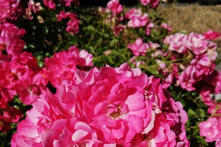 Victoria Private Tour — Butchart Gardens, Craigdarroch Castle & Afternoon High Tea photo 4