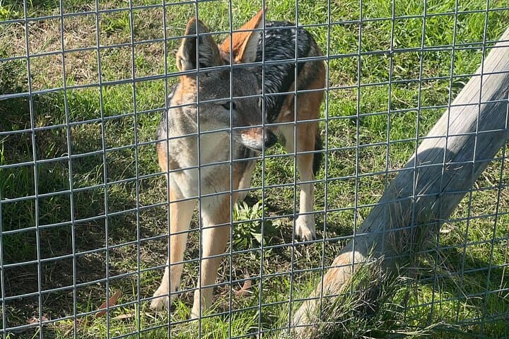 Somerset West Cheetah Outreach: Up-Close Conservation Tour & Cheetah Runs photo 4