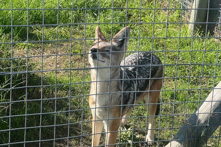 Somerset West Cheetah Outreach: Up-Close Conservation Tour & Cheetah Runs photo 5