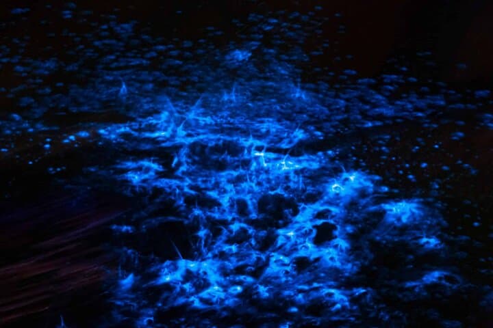 Bioluminescence Paddle Tour in East Volusia County — Night Kayak & SUP