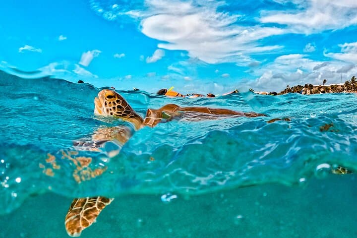 Half-Day Sea Turtle & Cenote Snorkeling Adventure from Cancun photo 4