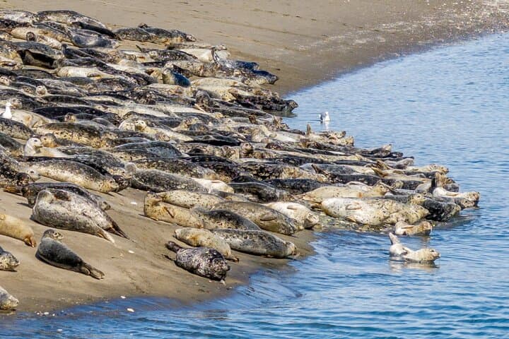 Wildlife Kayak Tour at Fort Flagler State Park — Sea Kayaking & Tidepool Eco-Adventure photo 2