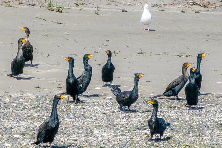 Wildlife Kayak Tour at Fort Flagler State Park — Sea Kayaking & Tidepool Eco-Adventure photo 3