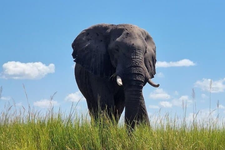 Chobe National Park Day Trip from Victoria Falls — Boat Cruise, Game Drive & Lunch