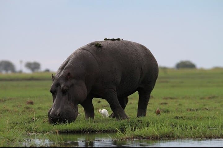 Chobe National Park Day Trip from Victoria Falls — Boat Cruise, Game Drive & Lunch photo 4