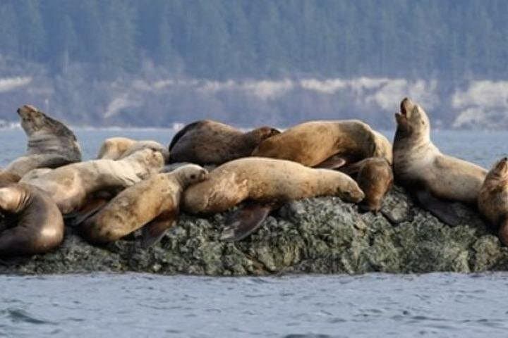 Whale Watching Cruise from Port Townsend: Salish Sea Wildlife Adventure photo 2