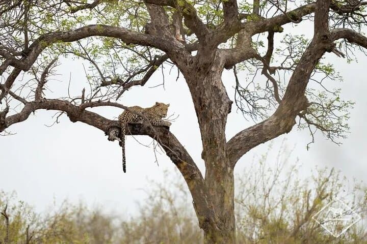 Rafiki Bush Lodge 3-Day Kruger Safari: Big 5 & Blue Canyon Reserve photo 5