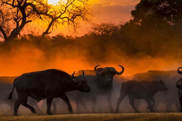 Rafiki Bush Lodge 3-Day Kruger Safari: Big 5 & Blue Canyon Reserve photo 6