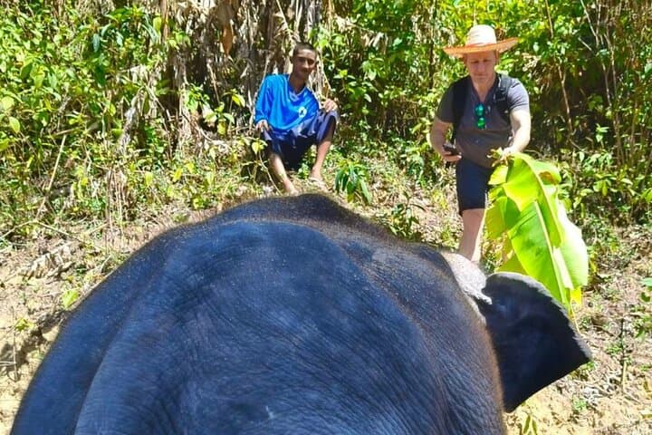Phuket Elephant Sanctuary Observe & Learn — Hands‑Off, Ethical Encounter photo 6