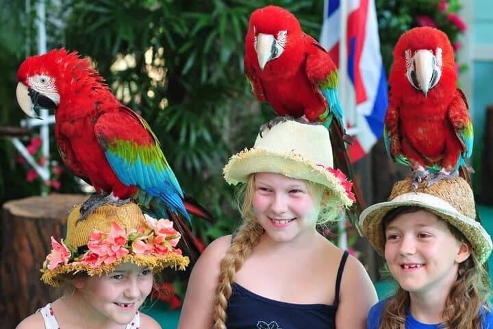 Phuket Bird Park: Insider Guide to Thailand’s Largest Walk‑Through Aviary