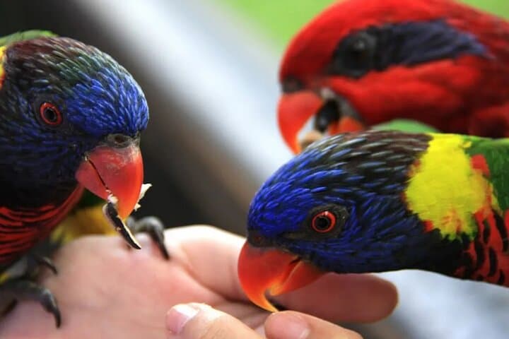 Phuket Bird Park: Insider Guide to Thailand’s Largest Walk‑Through Aviary photo 2