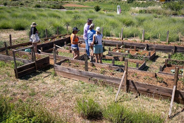 Hvar Lavender Tour: Lavender Fields, Honey Tasting & Family Farm Visit photo 4