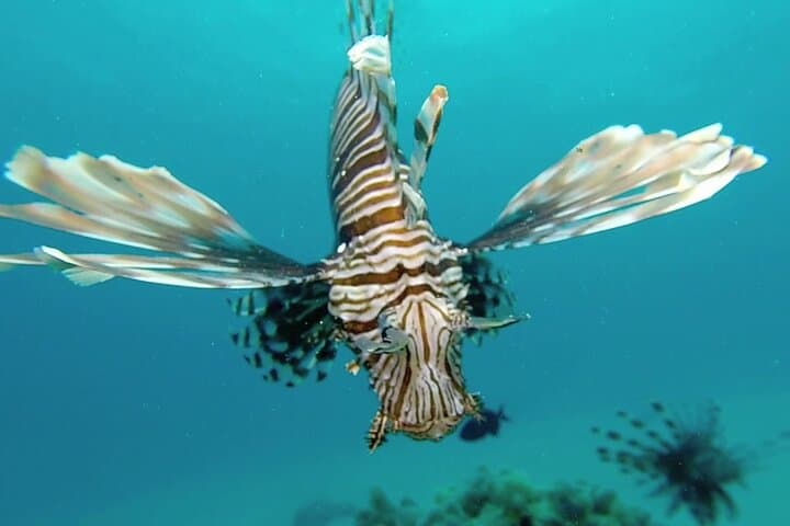 Private Safari Blue: Zanzibar Dhow Snorkel, Sandbank & Seafood Escape photo 2