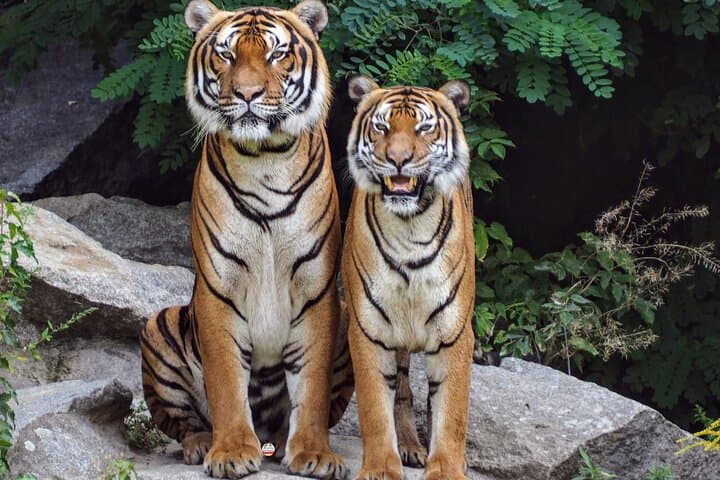 5-Day Golden Triangle with Ranthambore: Taj Mahal Sunrise & Tiger Safari photo 1