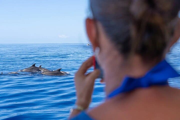 Dolphin Watching & Swimming at Cala d'Or — East Mallorca Catamaran Day Trip