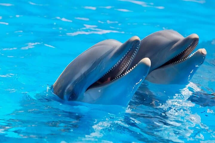 Dolphin Watching & Swimming at Cala d'Or — East Mallorca Catamaran Day Trip photo 2