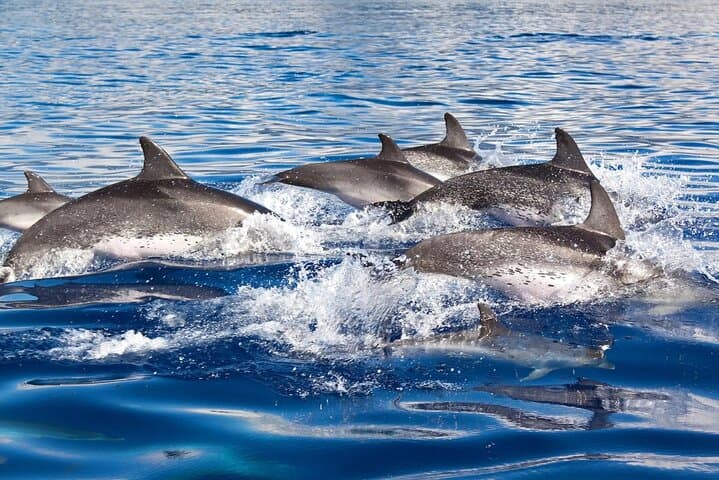 Dolphin Watching & Swimming at Cala d'Or — East Mallorca Catamaran Day Trip photo 4