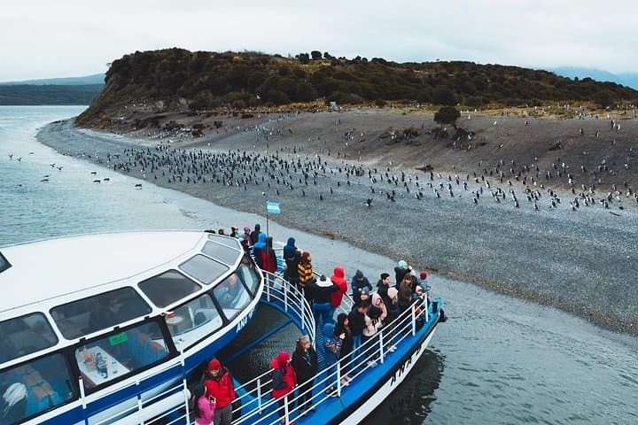 Beagle Channel Cruise from Ushuaia: Penguins, Sea Lions & Les Eclaireurs Lighthouse photo 1