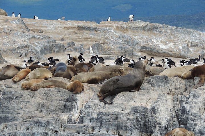 Beagle Channel Cruise from Ushuaia: Penguins, Sea Lions & Les Eclaireurs Lighthouse photo 3