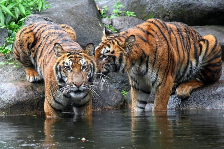 Golden Triangle & Wildlife: 7-Day Taj Mahal, Ranthambore Tigers & Bharatpur Birds