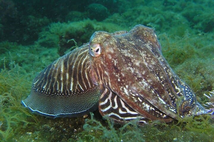 Half-Day Discover Scuba Diving in Lagos — Beginner-Friendly Boat Dive (3 hrs) photo 3
